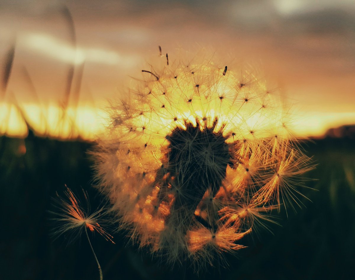 Van Andel tweet media