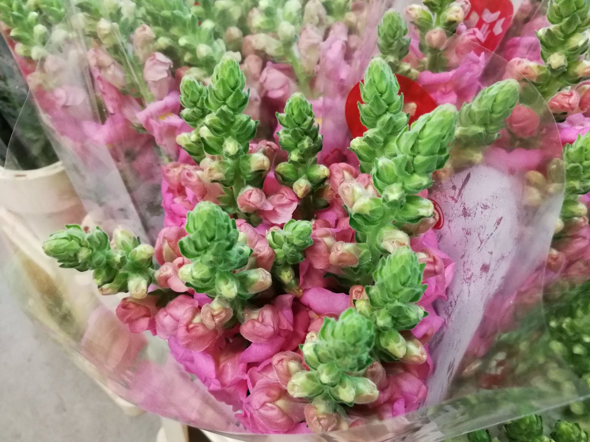 Anthirrinum (Conillets) | Disponibles en diferents colors al nostre stock! #flors #ramdeflors #colourful #weddingplanner #flowerpic #flowers