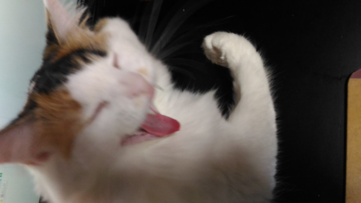 0ceansunfish's tweet photo. 少しだけのってみる #ねこの写真下手くそ選手権 https://t.co/bJSwSWT0oM