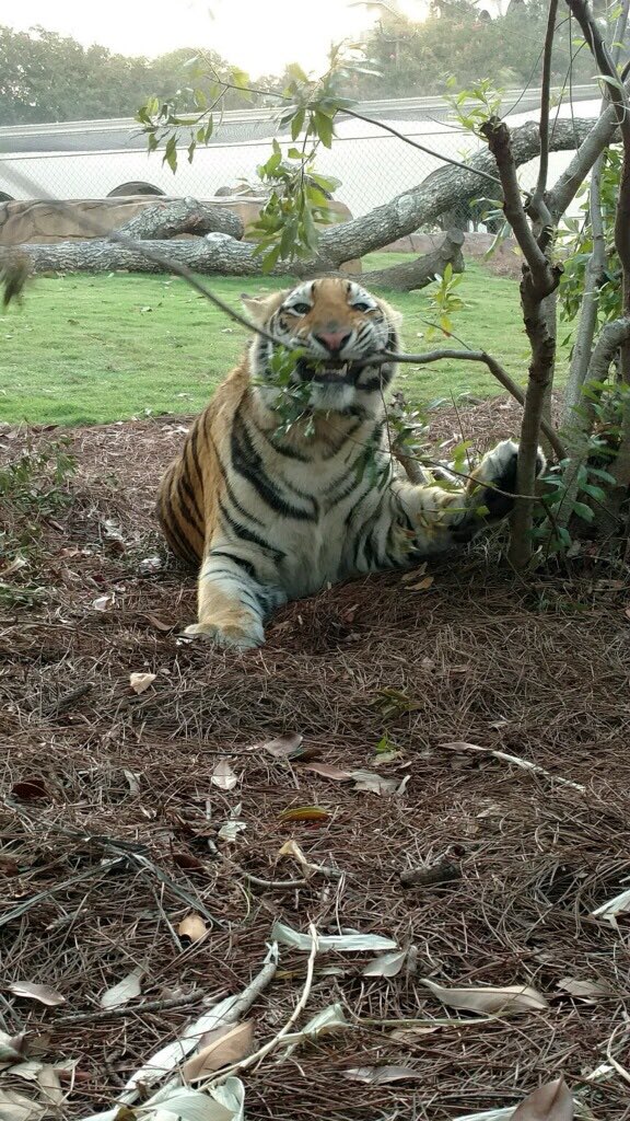 MikeTheTiger's tweet photo. The shrubbery is a worthy opponent, but it must be vanquished. https://t.co/7fS5auqcfX