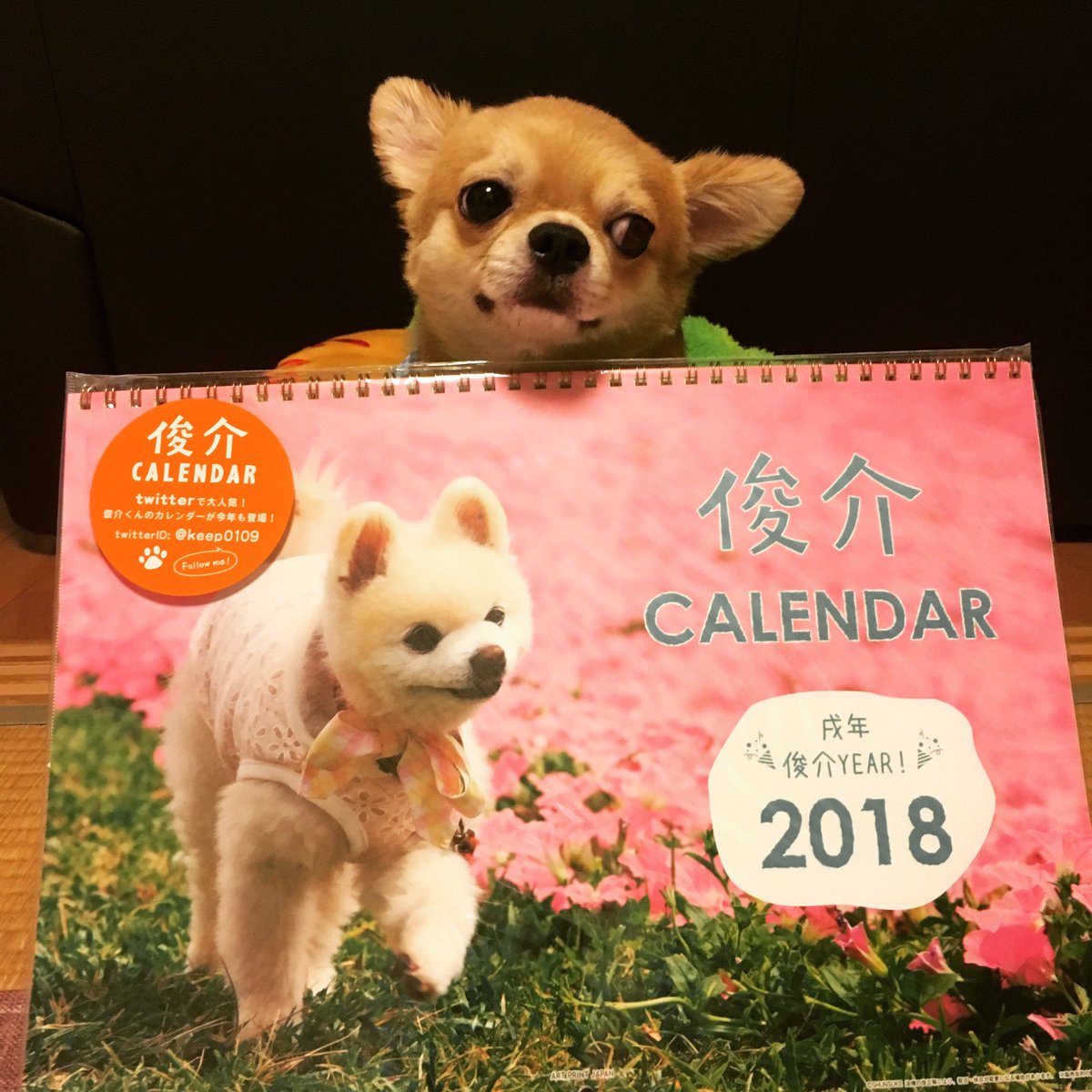 Lineスタンプ販売中 Ar Twitter 俊介くんカレンダー 買いましたあ 来年は戌年スカルyear チワワ Chihuahua 犬 いぬ 俊介くん 俊介君 俊介 俊介くんありがとう