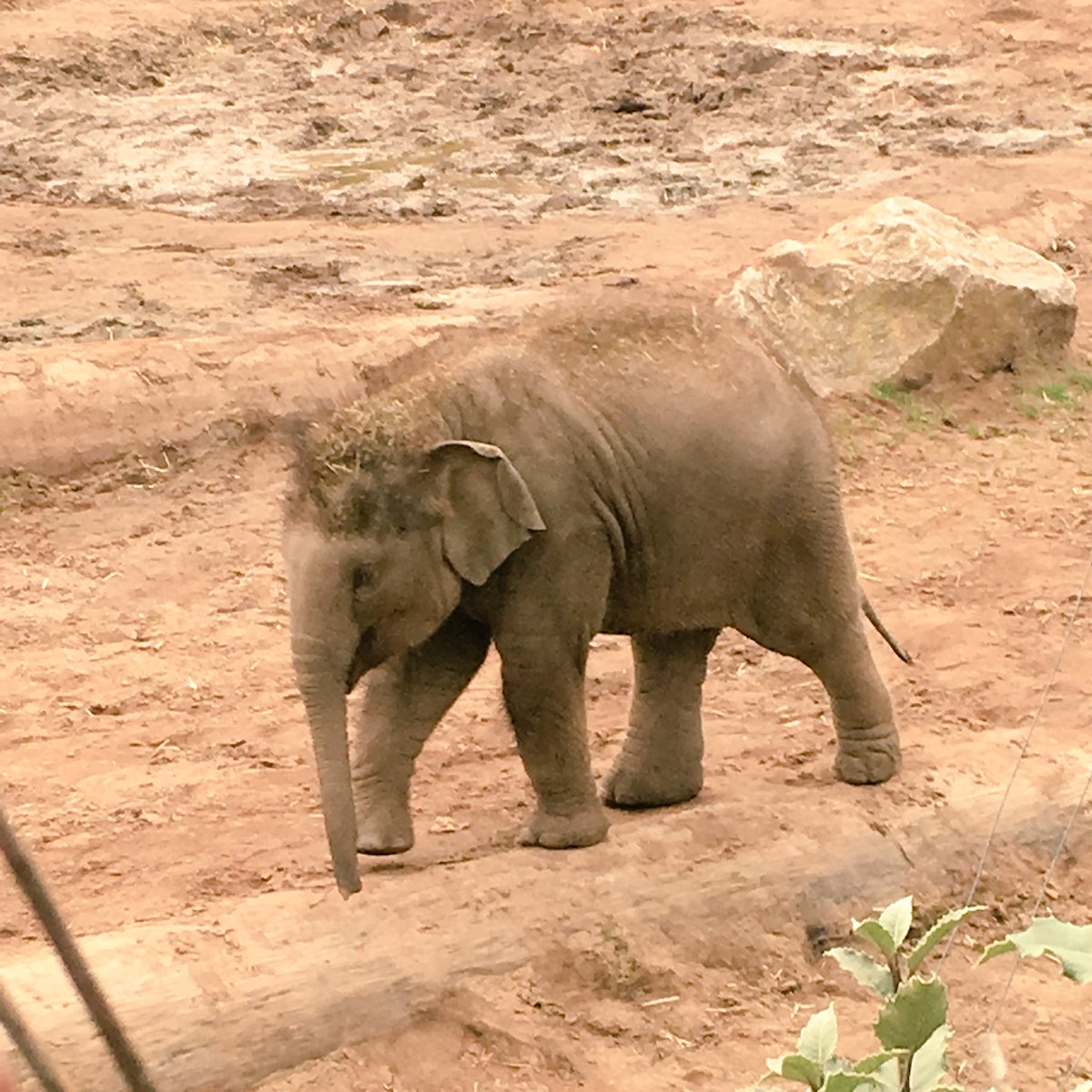 Cicely_Belle's tweet photo. Researching Elephant Endotheliotropic Herpesvirus for uni makes seeing this beautiful little one at @chesterzoo even more special! #Indali https://t.co/yiYyloAz1K