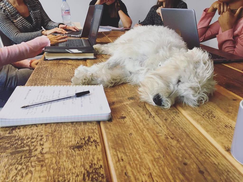 _rhianhughes's tweet photo. Itβs been a tough Tuesday for @theofficialdot #dogsinmeetings #dogsofinstagram #officedog https://t.co/7NuwKFDHcJ https://t.co/hO0VBxjcxc