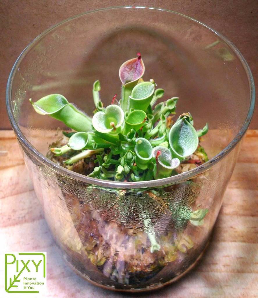 ট ইট র Pixy Tissue Culture Pixy アクアリウム 組織培養水草 水槽 水槽レイアウト 水草レイアウト 熱帯魚 熱帯魚水槽 水草水槽 水草 組織培養 インテリア 植物 観葉植物 オシャレ テラリウム パルダリウム ボタニ T Co B6h5heetgr