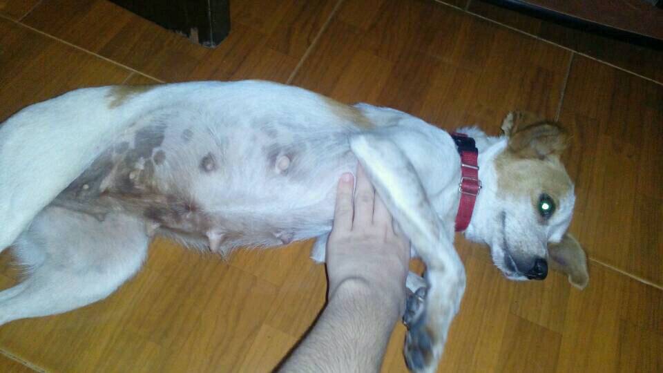 PerroUsuario's tweet photo. #BuscaUnHogar #Caracas RT @AleeMrtinez: esta perrita necesita un hogar! Mi novia se la consiguió pero no se la puede quedar. https://t.co/uVe1w9ZW4N