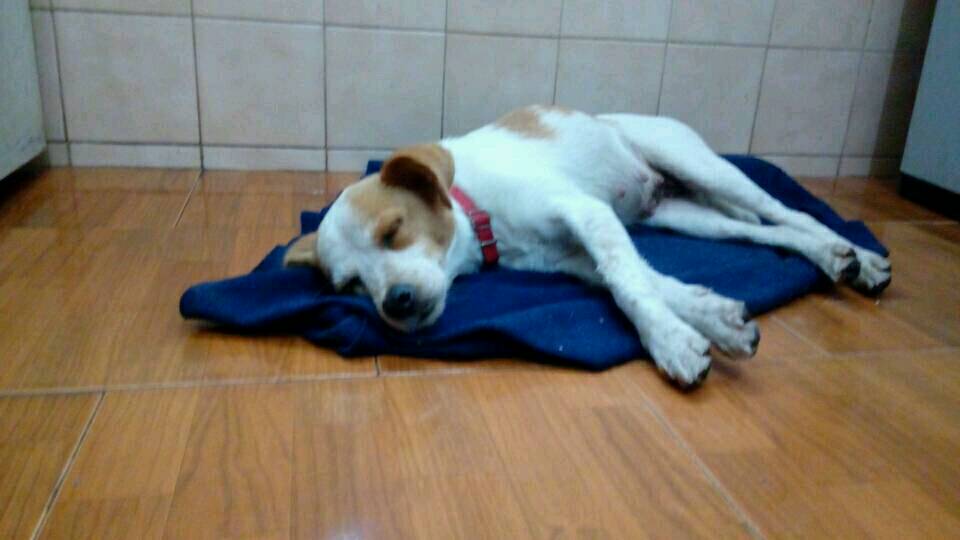 PerroUsuario's tweet photo. #BuscaUnHogar #Caracas RT @AleeMrtinez: esta perrita necesita un hogar! Mi novia se la consiguió pero no se la puede quedar. https://t.co/uVe1w9ZW4N