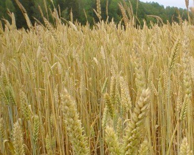 FarmsNews's tweet image. Replanting Decisions For Winter Wheat
Read more..
farms.com/commentaries/r…