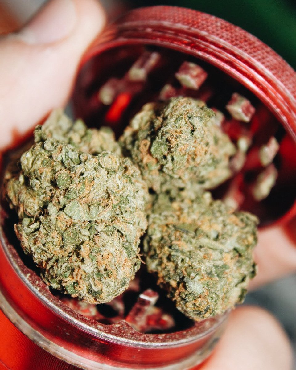 Alchimia_Chile's tweet photo. Mucho Cogollo para tan poco Grinder!
#Iloveweed #cannabis #marihuana #weed #joint #Stoner #High #indica #chileweed #fumado #revolado  #bud https://t.co/SsNxEYc45v