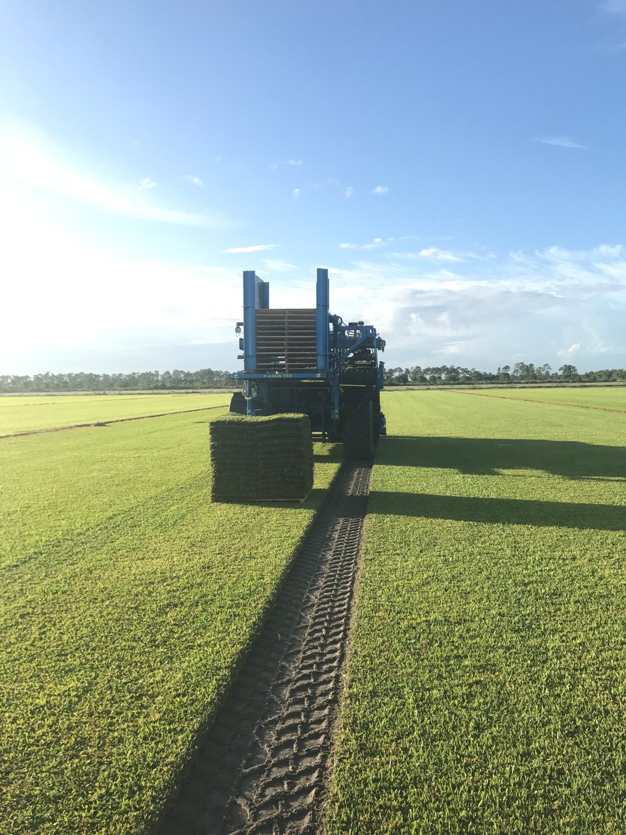BethelFarms's tweet photo. County Line is out in the Fire Fly cutting some fresh Palmetto this morning for a jobsite in The Villages 
 #Palmetto #Turf #CountyLine https://t.co/ol5l0PtXlG