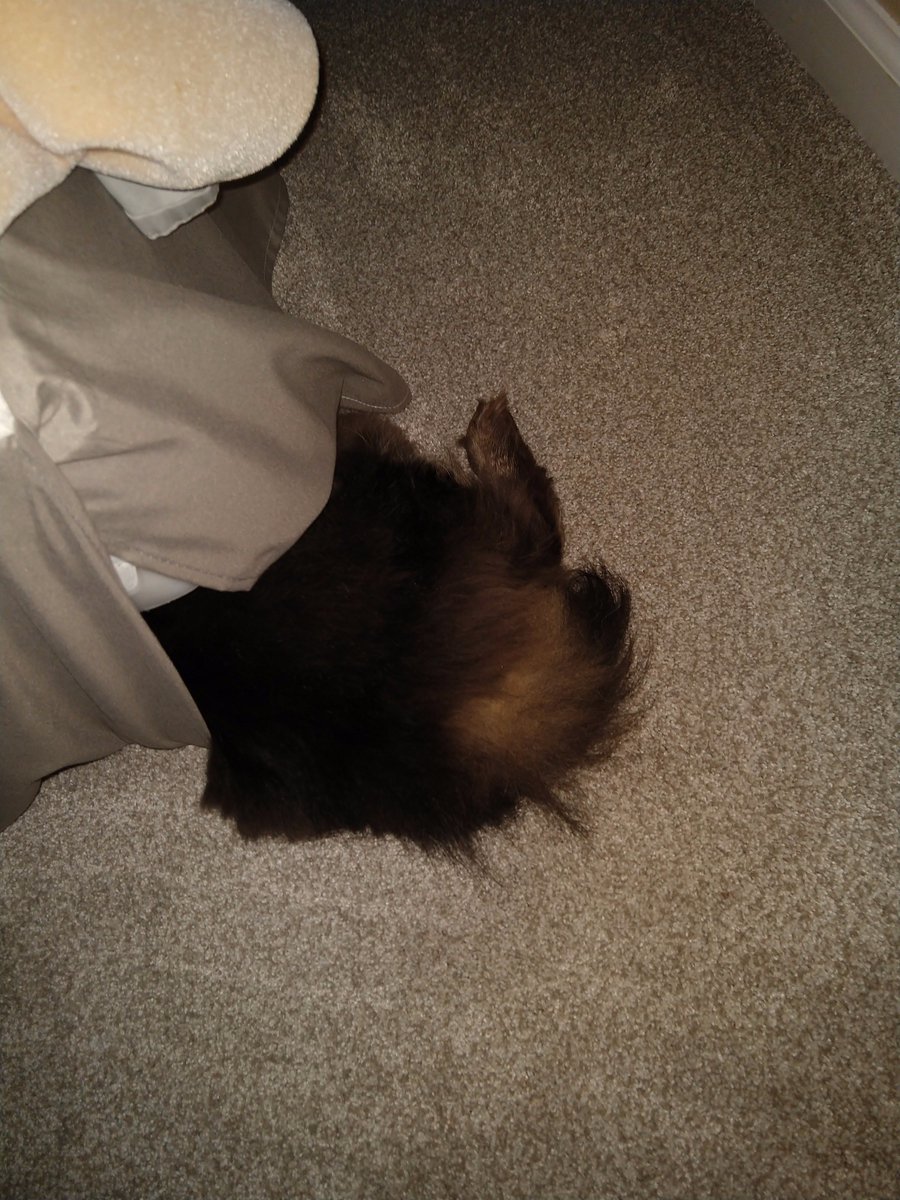 danthompson_TN's tweet photo. Expert level hiding skills in action. #kiteh https://t.co/WrIZnAFy38