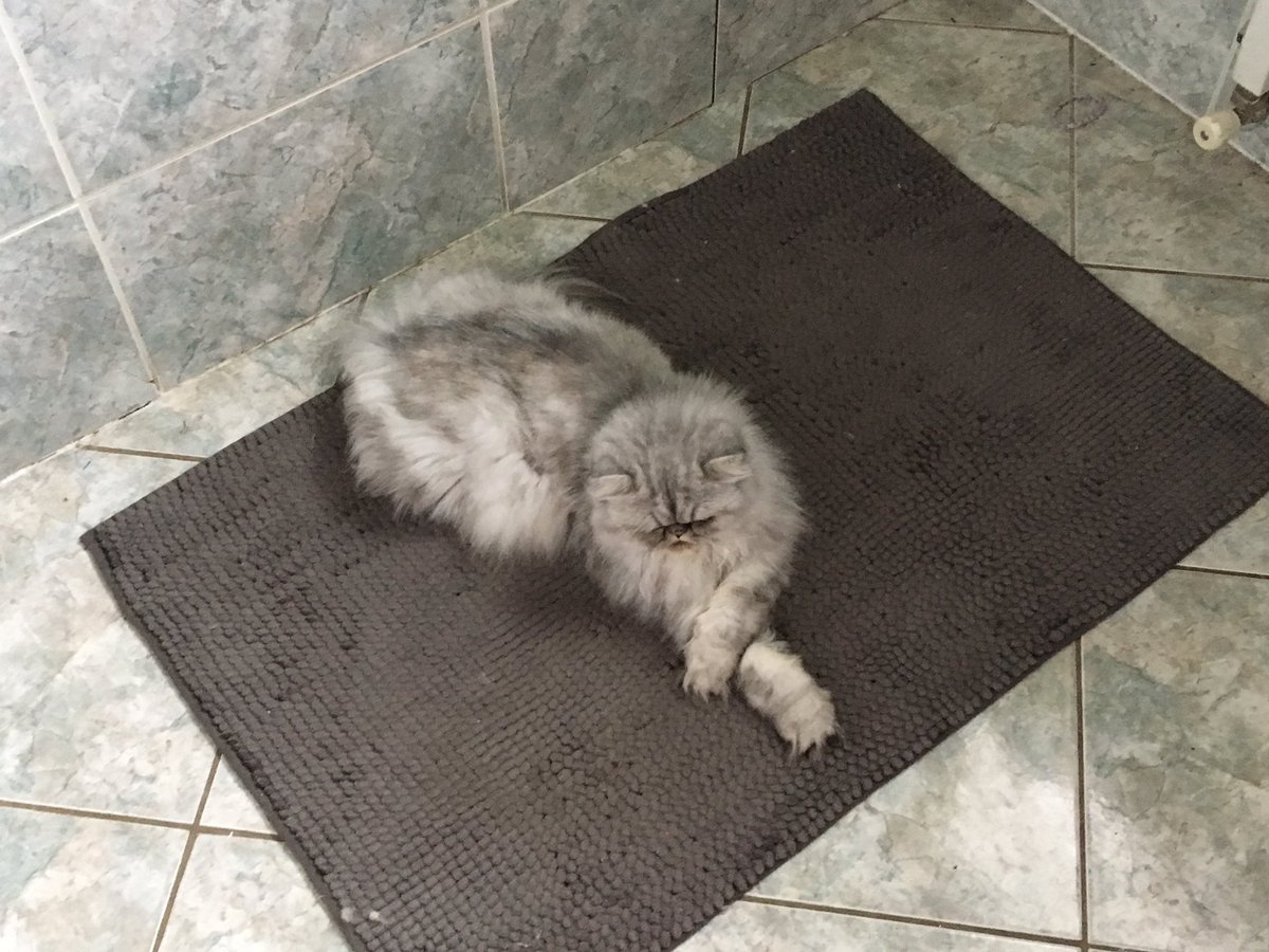 asyaMinimi's tweet photo. Je veux bien un câlin 😻 https://t.co/tZCyf3jbvf