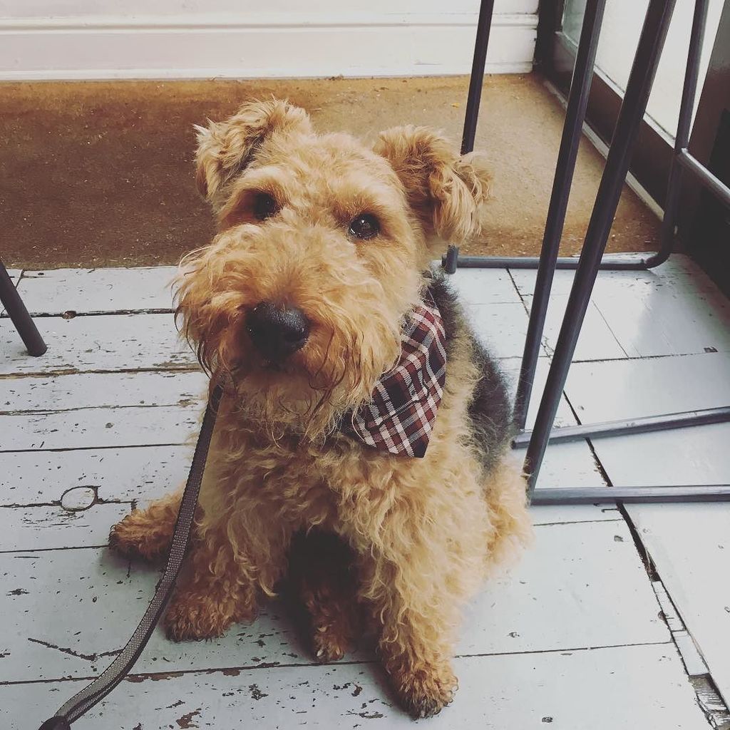 EdwynUK's tweet image. Edwyn in is happy place (@deeneys ) #welshterrier #rightnotleft #waitingforcroissant #edwynsfavouritecafe ift.tt/2i1Z9Og