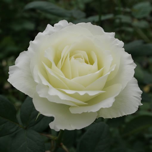 オキツローズナーセリー ブルゴーニュ すこし黄色を含んだ高級感のある白バラです アレンジやブーケ コサージュなどに人気です T Co Lbnd5bmpcl バラ Rose 花