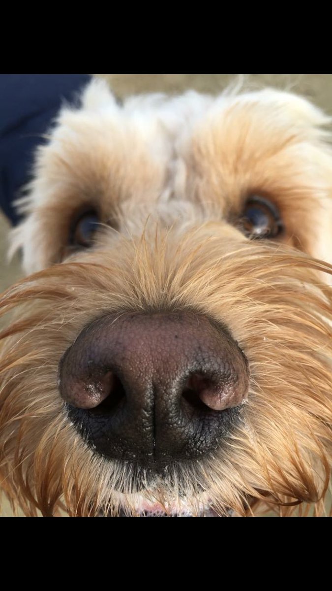 BarneyHCockapoo's tweet photo. Hi there #cockapoo #followmefollowyou https://t.co/f2Pmm0qeGk