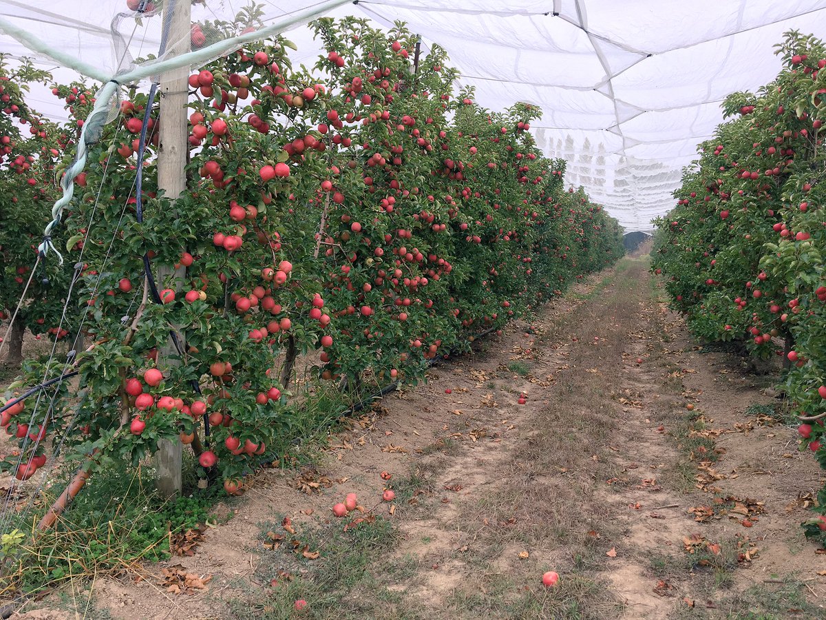 Innatis_fr's tweet photo. Des #PinkLady fraîchement cueillies chez #Cardell aux Mas de Mourgues dans le sud-est de la France #occitanie #recolte #pomiculteur https://t.co/vTeLkdUWd3