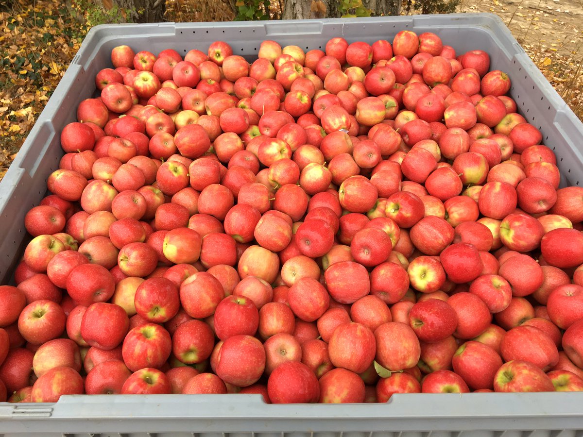 Innatis_fr's tweet photo. Des #PinkLady fraîchement cueillies chez #Cardell aux Mas de Mourgues dans le sud-est de la France #occitanie #recolte #pomiculteur https://t.co/vTeLkdUWd3