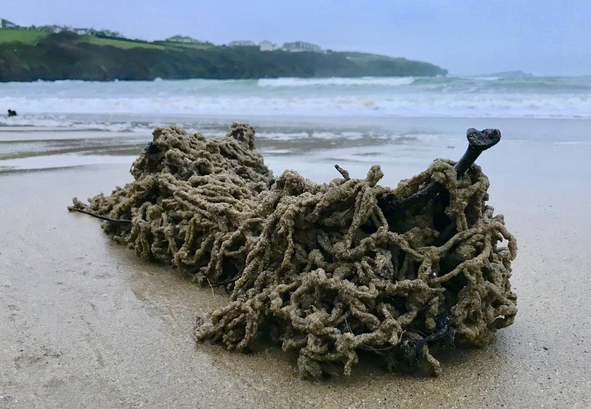Newquaybeach's tweet photo. @mjattrill @Dr_Emma_Sheehan Another #pinkseafan washed up this morning with the weight of the world on its shoulders. Now freed! #seafangle https://t.co/FHxfpSKgYm