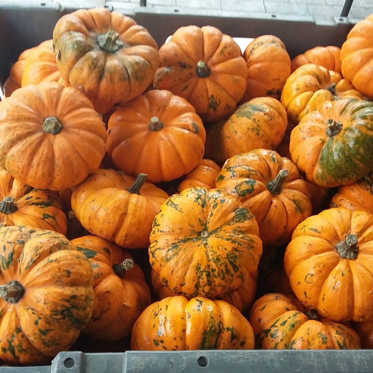 Mini #pumpkin for #halloween so cute! Available now <a href="/Petalsinbloom/">Petals in Bloom</a> <a href="/WalthamstowV/">V17</a>