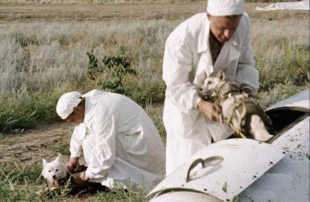 pamyat_v_kadrah's tweet photo. Белка и Стрелка после приземления, 1960 год. https://t.co/dnRbzD2y6V