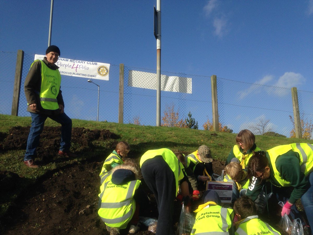 Great to work with our local community partners, Aylsham in Bloom and Cub Scouts, planting purple crocuses for Purple for Polio displays