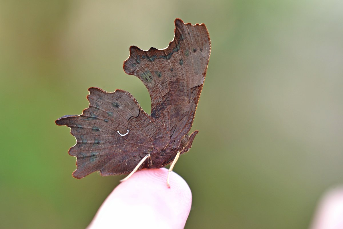 BBCEarth's tweet photo. 'You can't help but marvel at the remarkable shape of the comma butterfly' #EarthCapture by @AndrewCooperBC https://t.co/1sh3GoV8k5