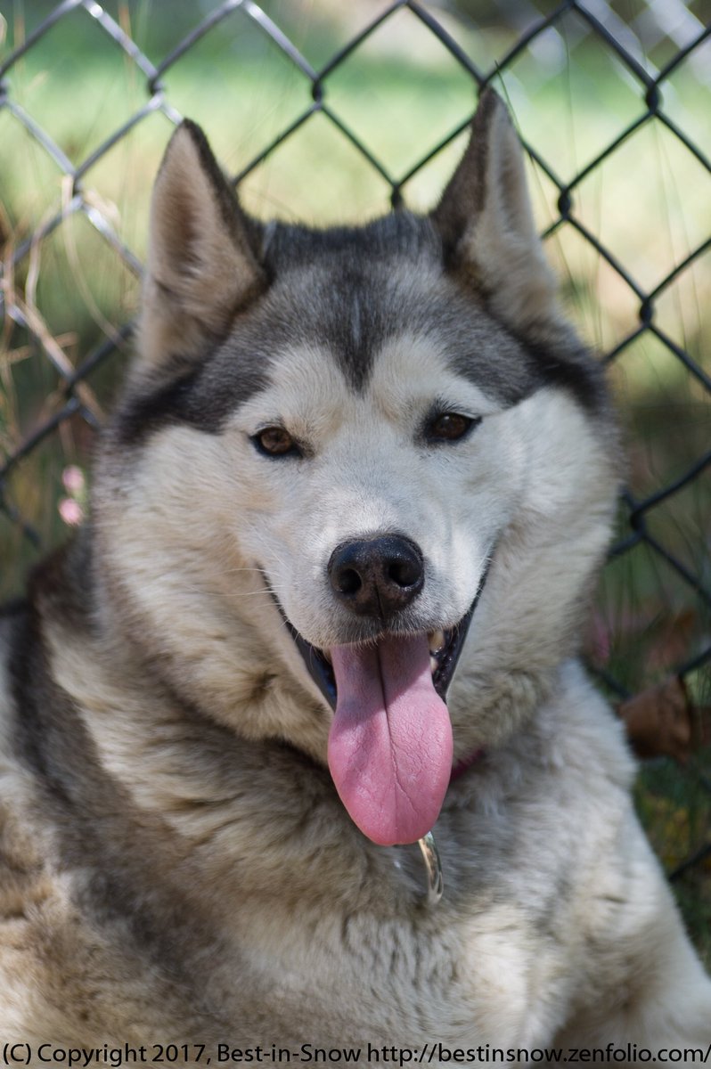STEMnaut's tweet photo. Gonna be a great day! ❤️How can it not be when the sled dogs are coming??? Can’t wait! #BestinSnow #IditarodDogs #CalloftheWild https://t.co/kq0qFKmIY5