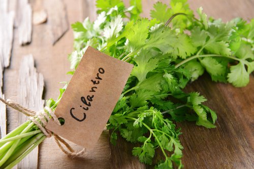 Cilantro o culantro, una deliciosa manera de aderezar las recetas, y con propiedades saludables 😊 peru.gastronomia.com/noticia/7585/c…