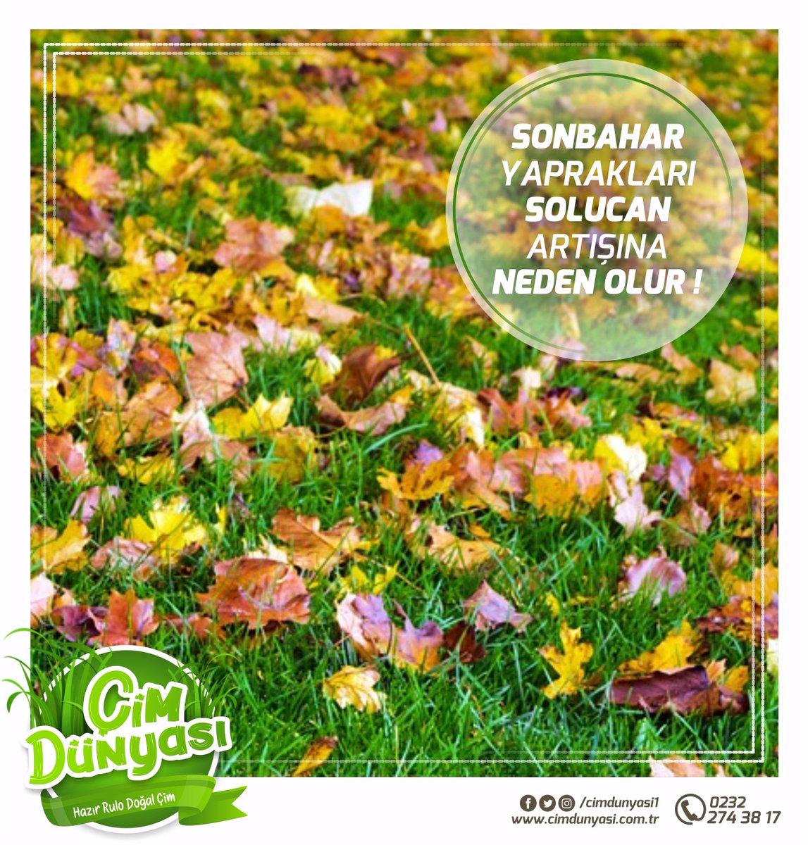 Çimlerin neden yeşil olduğu sorusuna cevap veriyoruz Çimlerin neden yeşil olduğu sorusuna cevap veriyoruz