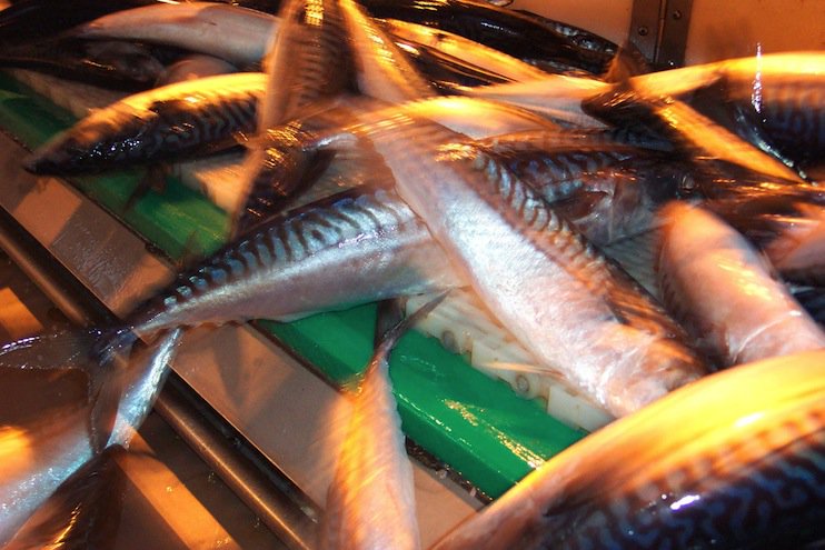 Shetnews's tweet photo. £1m worth of fish a day caught around the isles | Shetland News https://t.co/uueh39theE via @Shetnews @NAFCShetland https://t.co/4hc6wEBzsy