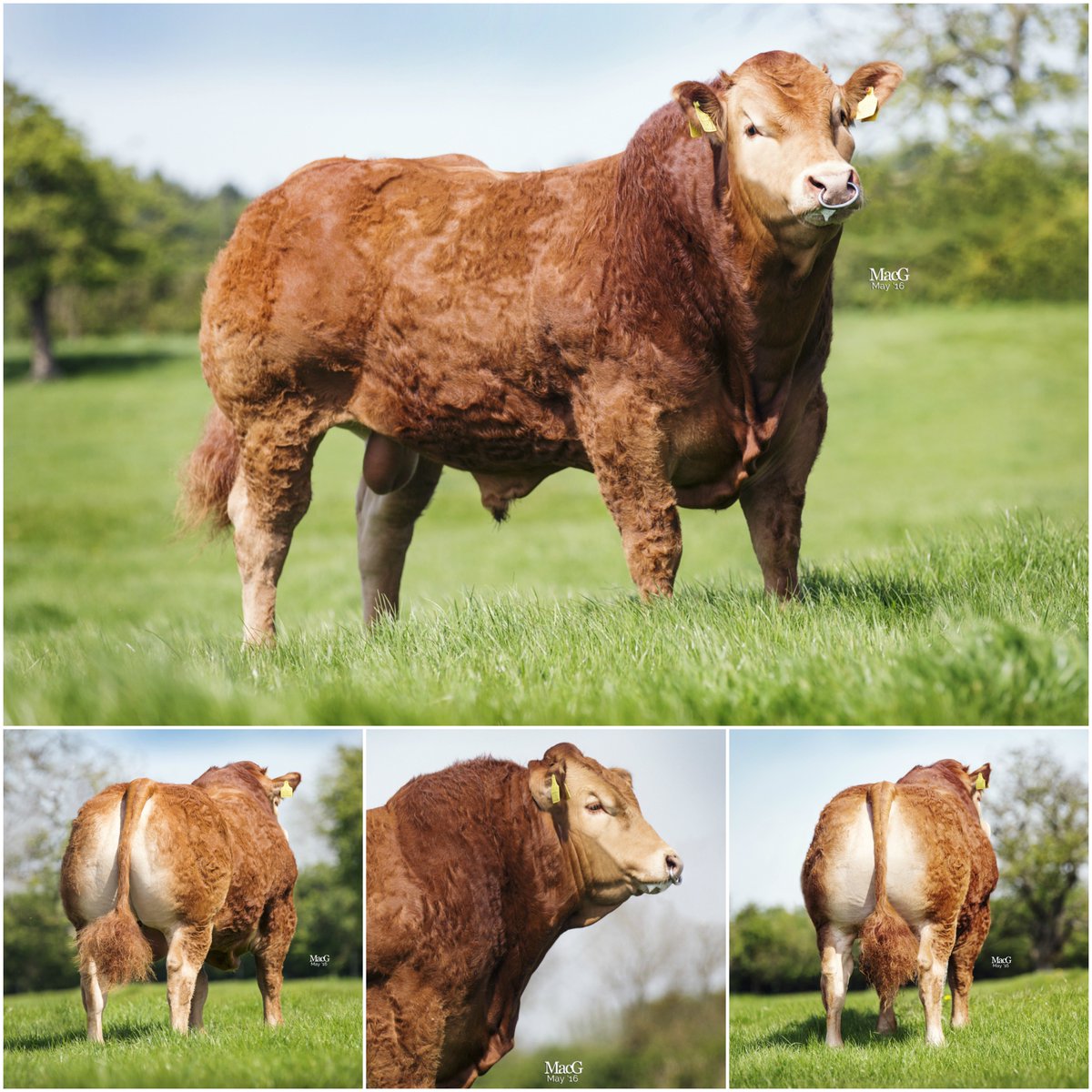 cogentbreeding's tweet photo. This Mereside Limousin bull will give you something to think about over this weekend! #Lorenzo  #Conformation #Muscling #Loin #Width #Limmy https://t.co/bR2tKHkhCt