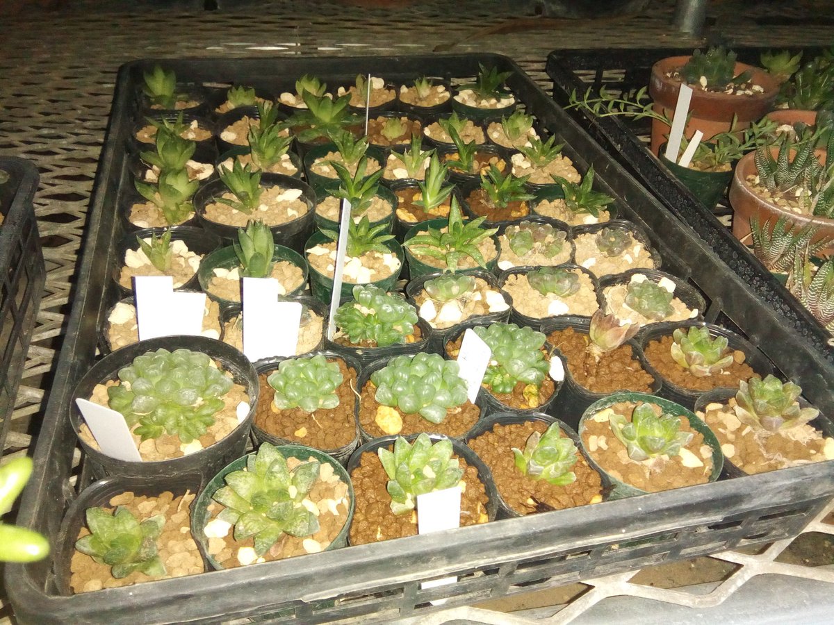 東京農業大学厚木植物研究会 収穫祭で多肉植物を販売します ハオルチアいろいろ エケベリア メセン類 子宝草 ツメレンゲなどです カメラのフラッシュを焚いてハオルチアオブツーサを撮ったら多肉が発光しているような写真になりました 最後の写真は