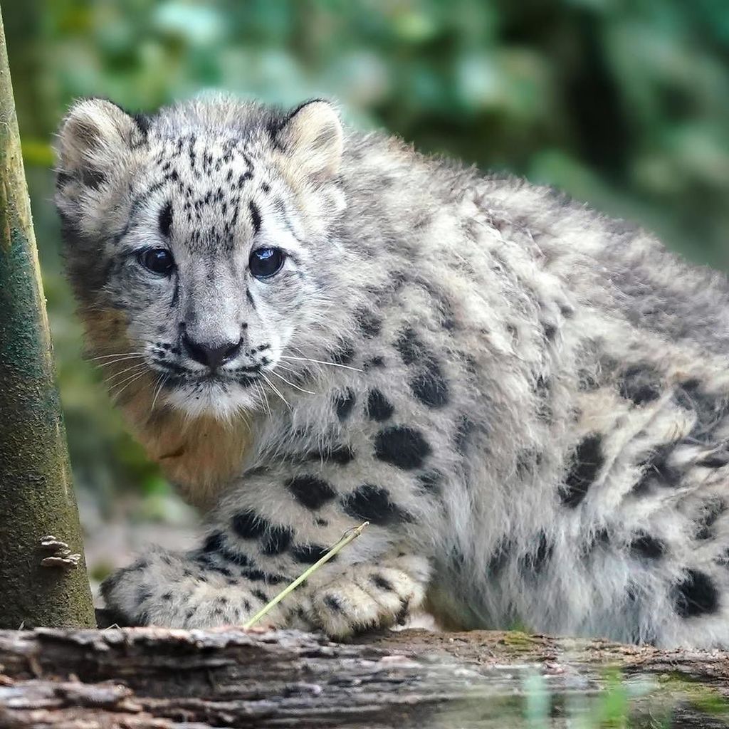 多摩動物公園のユキヒョウの赤ちゃん、フクちゃん。モフモフでとても