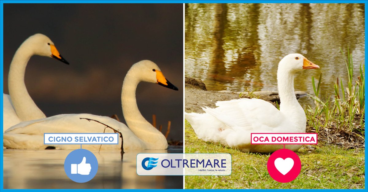 Cigno o oca... qual è il vostro preferito? Venite a trovarli nel Delta di #Oltremare