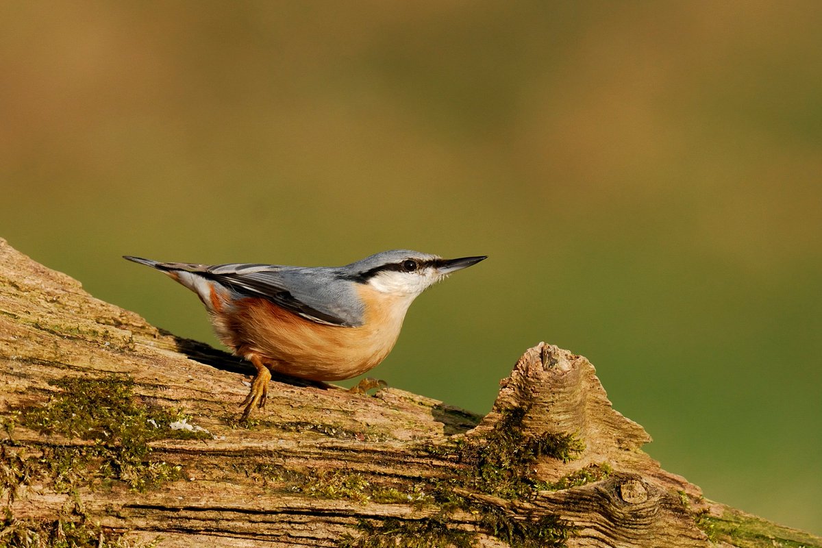 Tip: tuinvogels herkennen met de gratis app Tuinvogels: vogelbescherming.nl/ontdek-vogels/…. Altijd bij de hand als het nodig is! 👍
