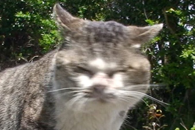 猫の写真本当に下手くそ選手権のtwitterイラスト検索結果 猫の写真本当に下手くそ選手権のtwitterイラスト検索結果