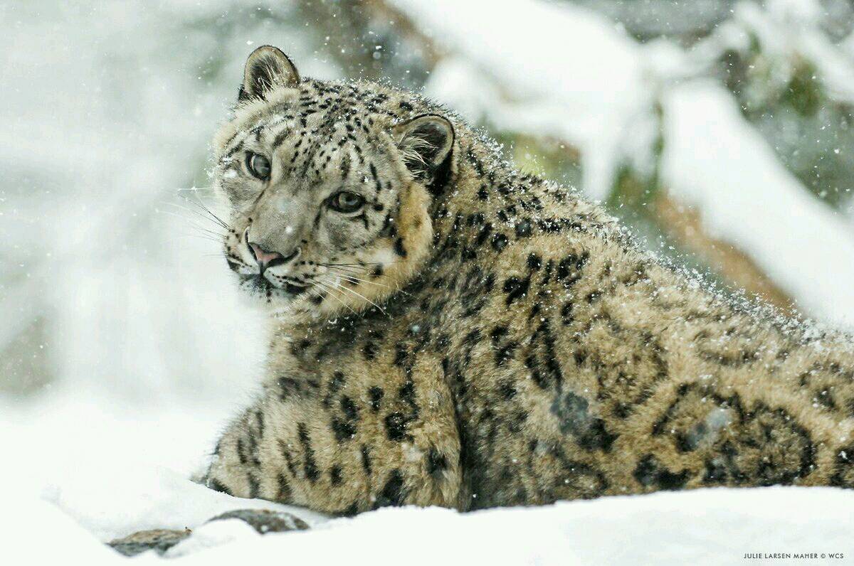 Happy #InternationalSnowLeopardDay #Endangered #Majestic