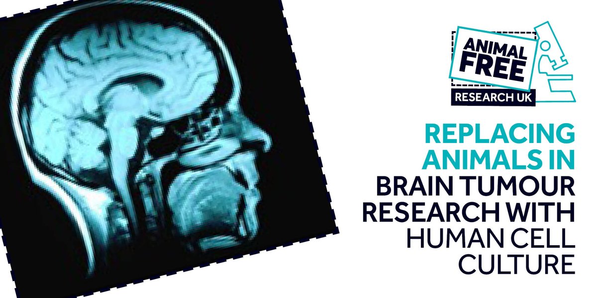 AFR_UK's tweet photo. We funded brain tumour research that used human cell culture instead of creating tumours in mice: https://t.co/NYtda6zb28 #braintumourweek https://t.co/1Ou3mcpKo7