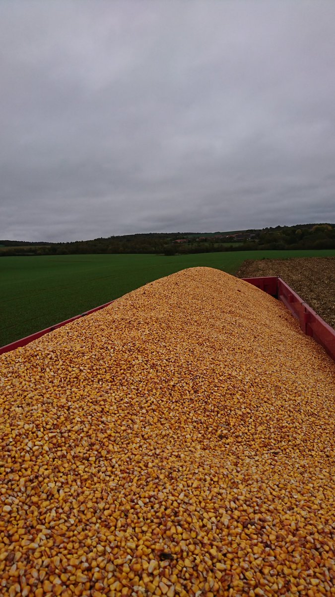 #moisson du maïs 🍿
en Lorraine, les rendements sont bons. les agriculteurs sont récompensés par dame nature #passioncereales