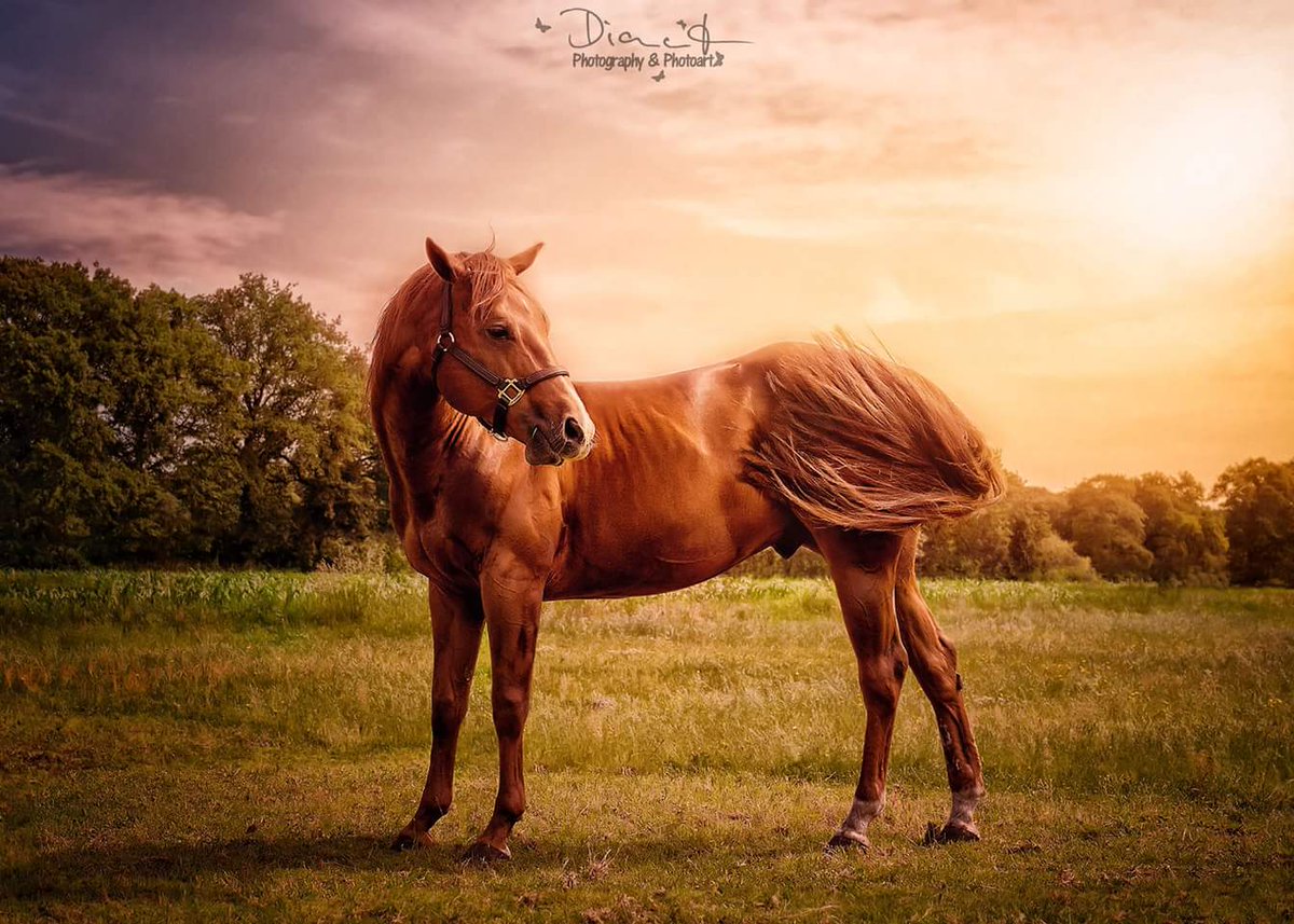 DKramerPhotoart's tweet photo. #horselove #beauty  @richirsv @mesfer17 @JenaC2 @MarionSpekker @gracinhalara  @adriatic_sea_ https://t.co/PaSQ5OUzkR https://t.co/3QTmN6HmQe