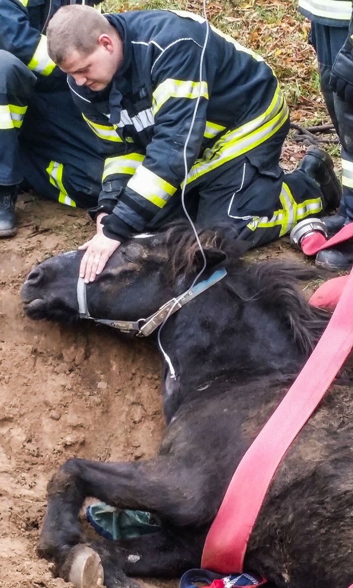 maz_online's tweet photo. Tierische #Heldengeschichte aus #Rädel: #Feuerwehren aus #Lehnin und #Werder #retten ein #Pferd aus einer Grube. https://t.co/i8PXdfK4nc https://t.co/oNPDO2ftJt