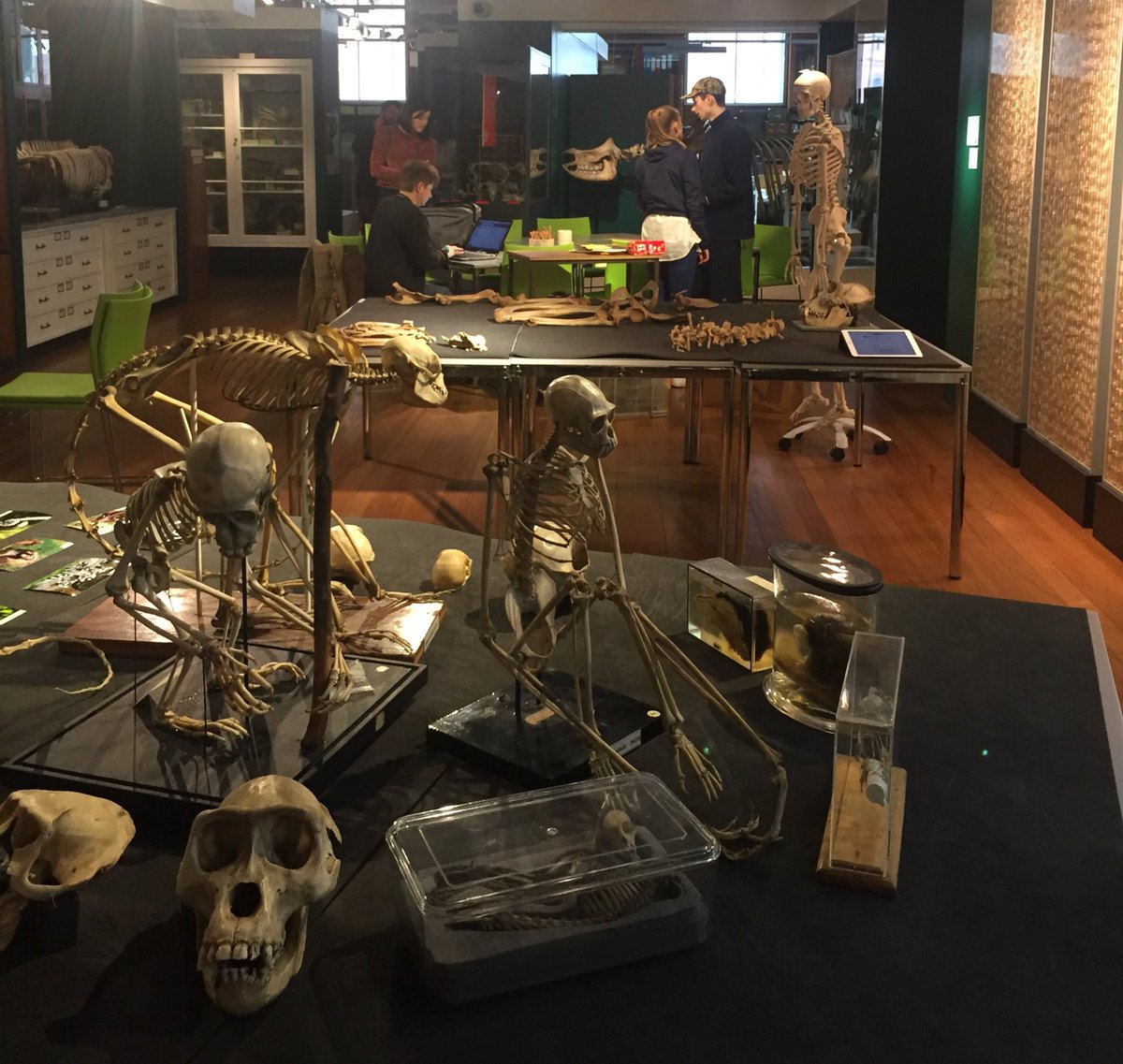 h_chatterjee's tweet photo. Setting up for #IGD2017 @GrantMuseum @uclnews with #gibbonologists @DrSusanCheyne @gibbonresearch @wildanglepics @CatieWilliams @deanveall https://t.co/fAq9H4Nw24