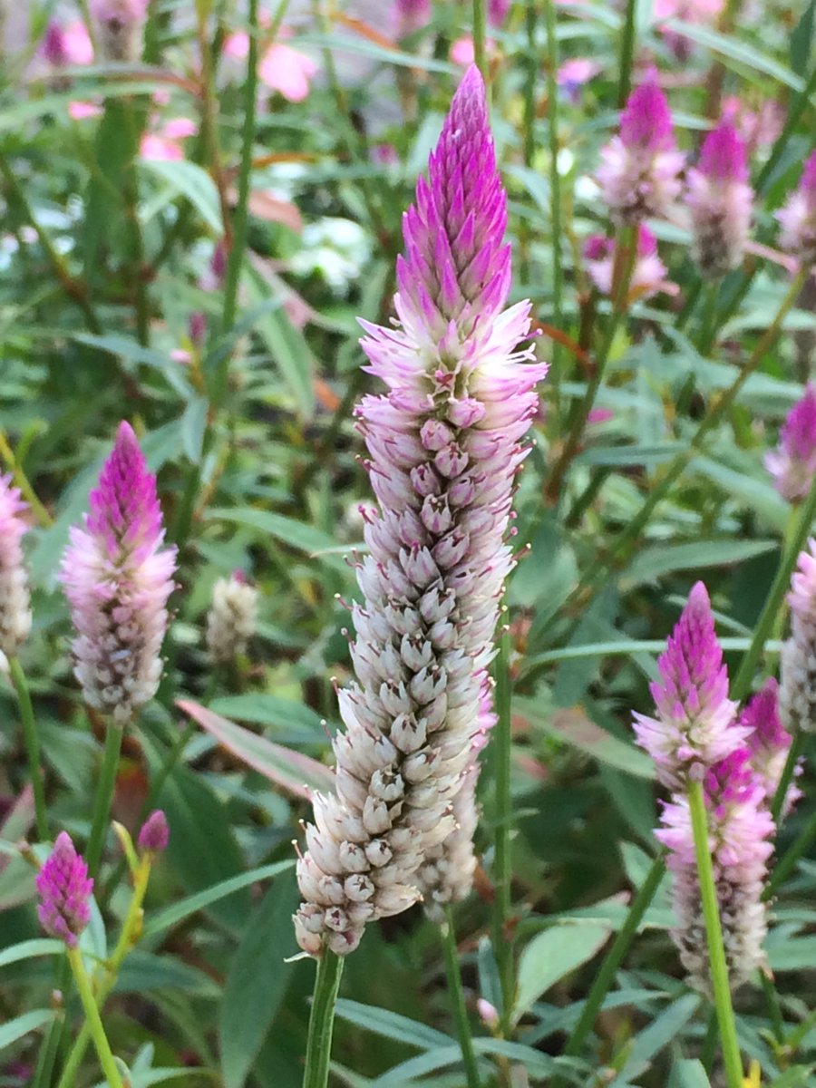 香霓 ぶらぶら倶楽部love Vol 2566 セロシア ベネズエラ 花 T Co 5gfm2aiyui 植物 花 セロシアベネズエラ セロシア属 ケイトウ属 Celosia