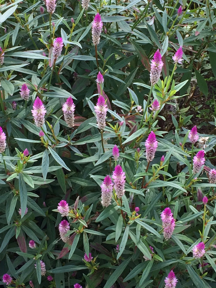 香霓 ぶらぶら倶楽部love Vol 2566 セロシア ベネズエラ 花 T Co 5gfm2aiyui 植物 花 セロシアベネズエラ セロシア属 ケイトウ属 Celosia