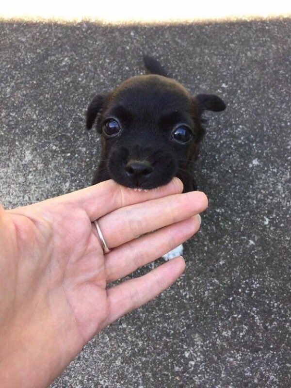 NiLaMenorIdea_'s tweet photo. ATENCIÓN: Animal muy peligroso ataca ferozmente a su dueño, arrancándole el brazo con sus enormes dientes. https://t.co/bei568BPKF