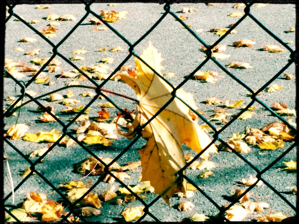 loses Herbstlaub hinter einem Maschendrahtzaun