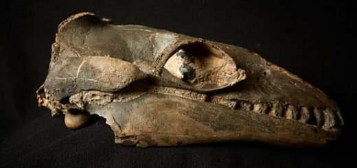 sciencenutshell's tweet image. Ancient baleen whales were predators not filter feeders - sciencenutshell.com/ancient-baleen… #whales #sciencewriting #Oceans