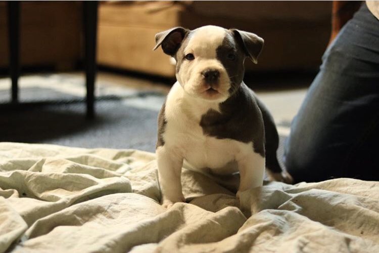 dbdkennels's tweet photo. “Luca Brasi” at 9 weeks! #americanbully #abkc #muscle #dbdkennels #bullygirl #bullylove #puppy #EastCoast #bullyworldwide #chest #shoulders https://t.co/2YQ3zDDsic