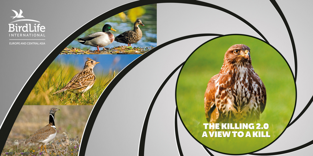 BirdLifeEurope's tweet image. 🔈 NEW REPORT REVEALS: Illegal killing of #birds still a major threat in Europe goo.gl/8vqNxM  #BirdKilling #cmscop12