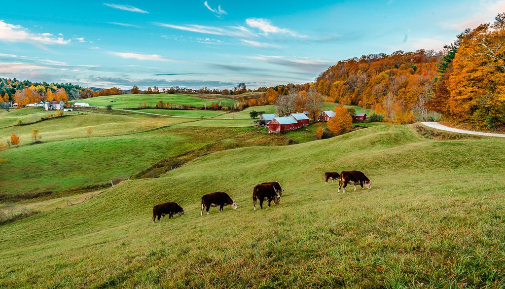 Matt_Conti's tweet photo. Posing Cows at Jenne Farm in Vermont's rolling hills #vermont #fallfoliage #autumnleaves #leafpeeping #jennefarm #… https://t.co/9zlLdWq2hl https://t.co/EmnUjKNHcH