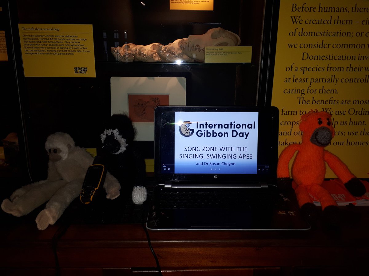 IUCN_Gibbon's tweet photo. Song Zone International Gibbon Day events @GrantMuseum @ArcusGreatApes @h_chatterjee @wildanglepics @deanveall #IGD2017 #TeamGibbon https://t.co/tG6l2TiL0V